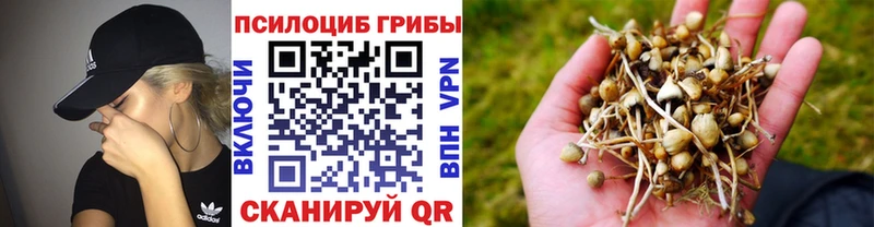 где купить наркоту  Лермонтов  Псилоцибиновые грибы мицелий 